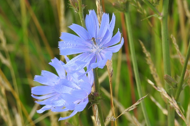 modré květiny, včelka